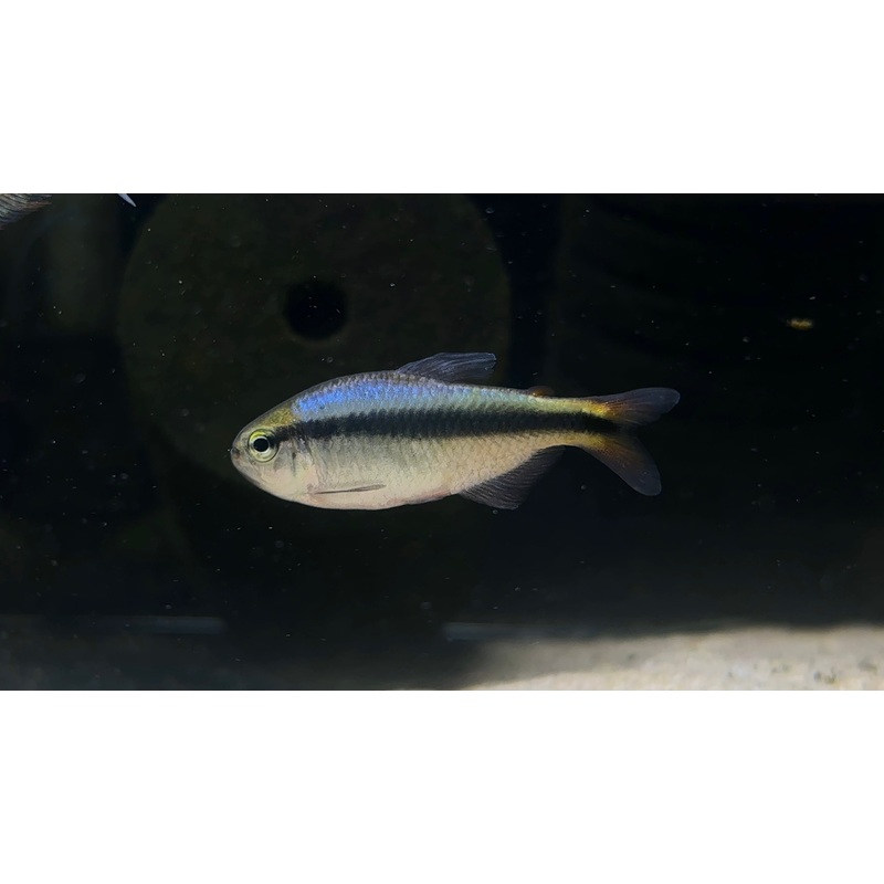 Hyphessobrycon melanostichos Blue Ribbon Tetra
