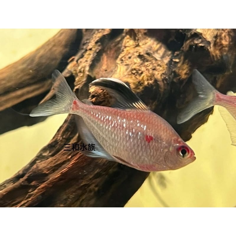 Hyphessobrycon Pyrrhonotus flame back bleeding heart tetra