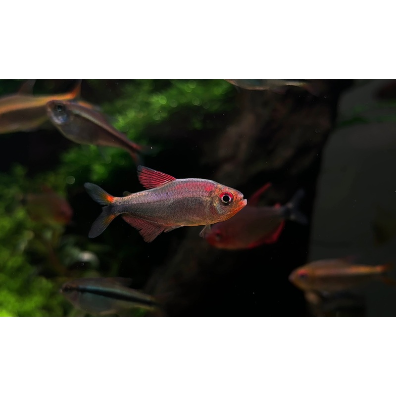 Hyphessobrycon sp cf. margitae