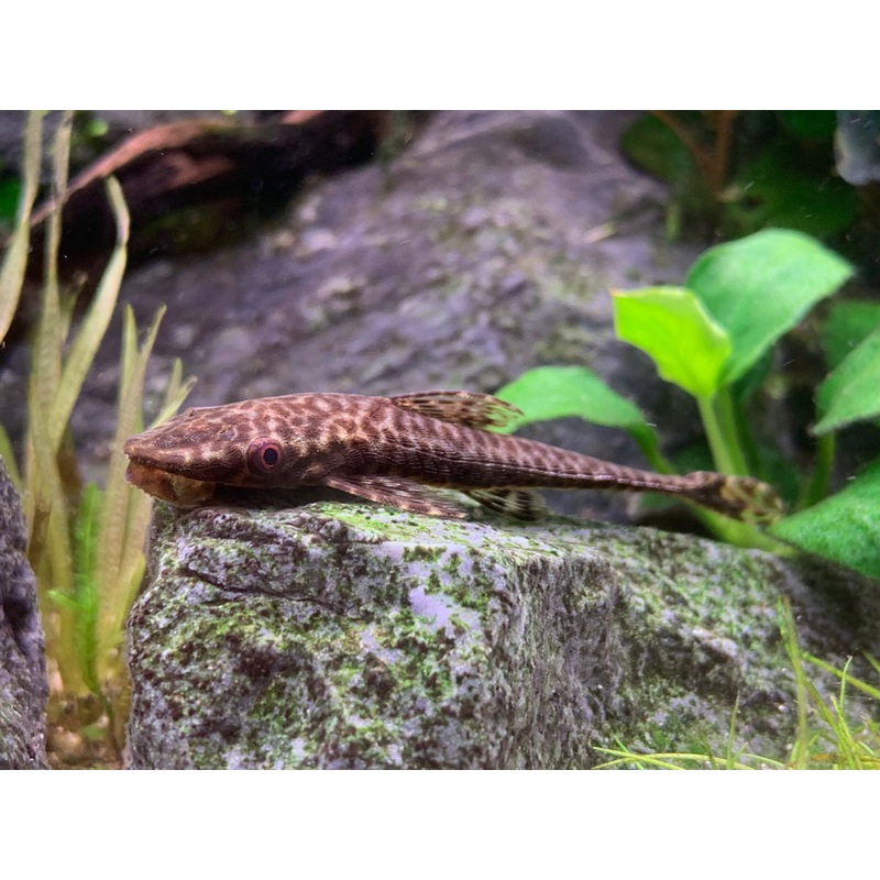 Hypoptompoma Gulare Giant Otocinclus