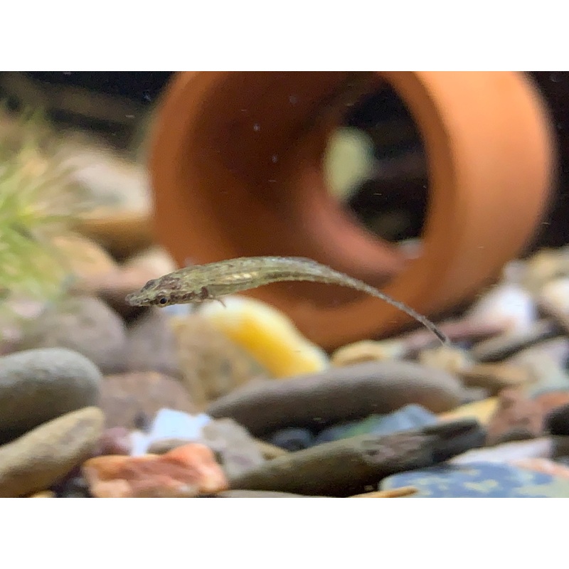 Indostomus Paradoxus