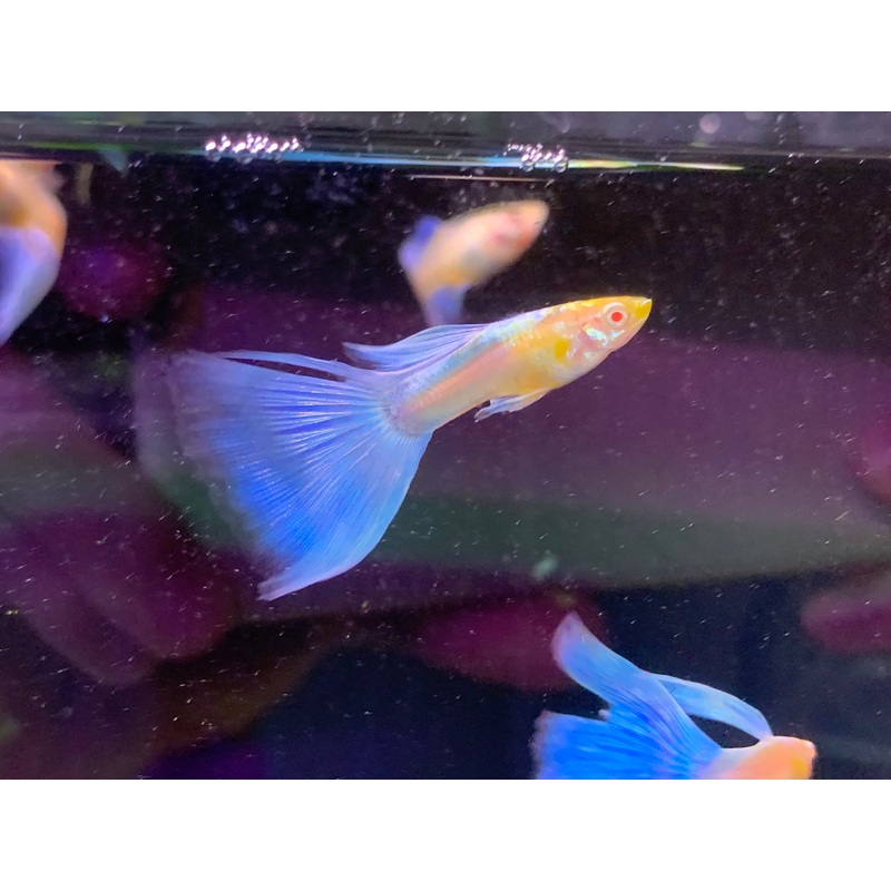 Japan Blue Guppy Pair