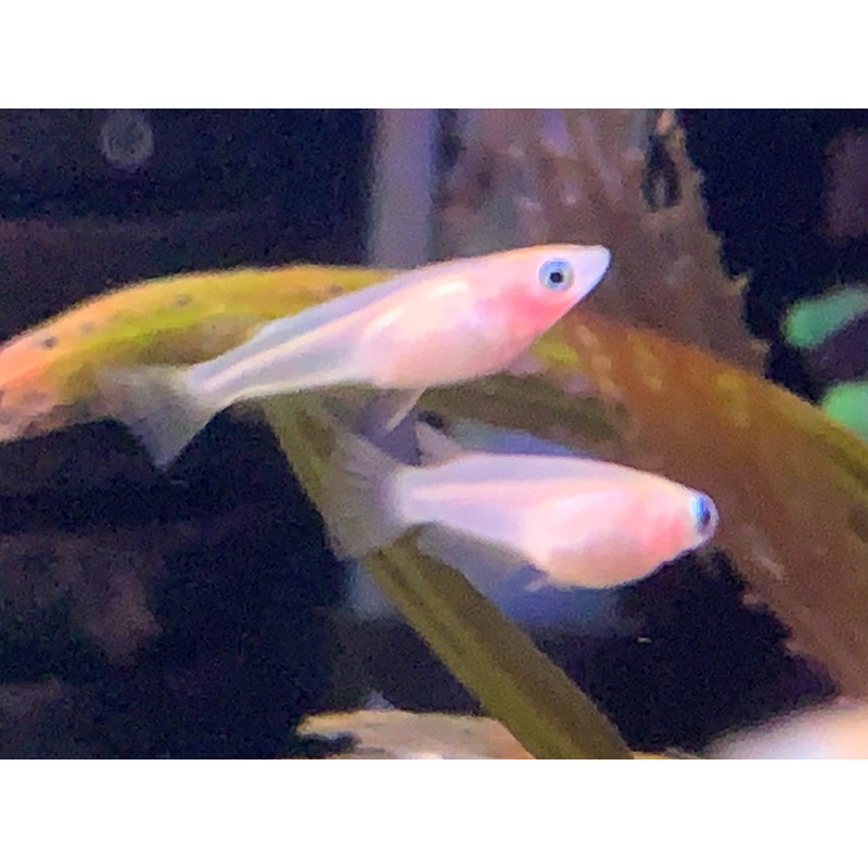 Japan Rice Fish