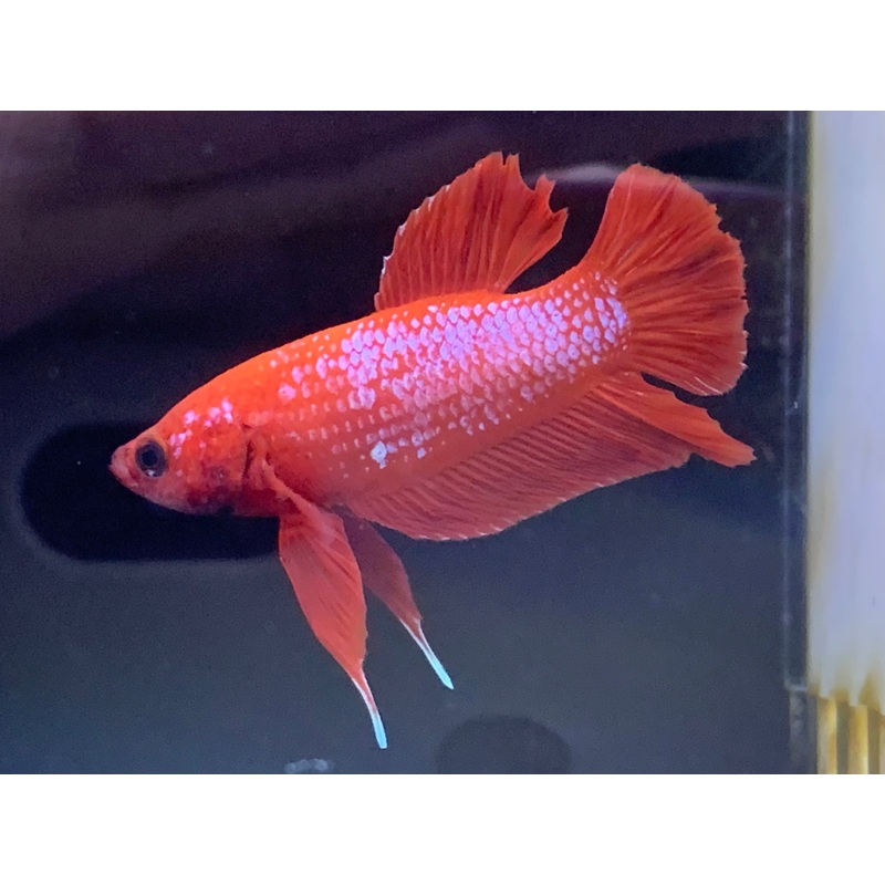 Junior Plakat Betta