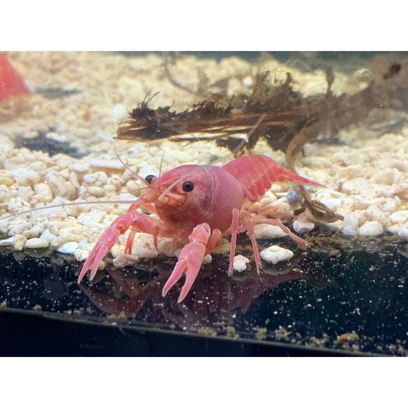 Juvenile Valentine Pink Crayfish