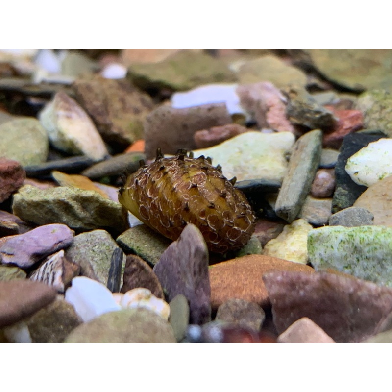 King Koopa Snail