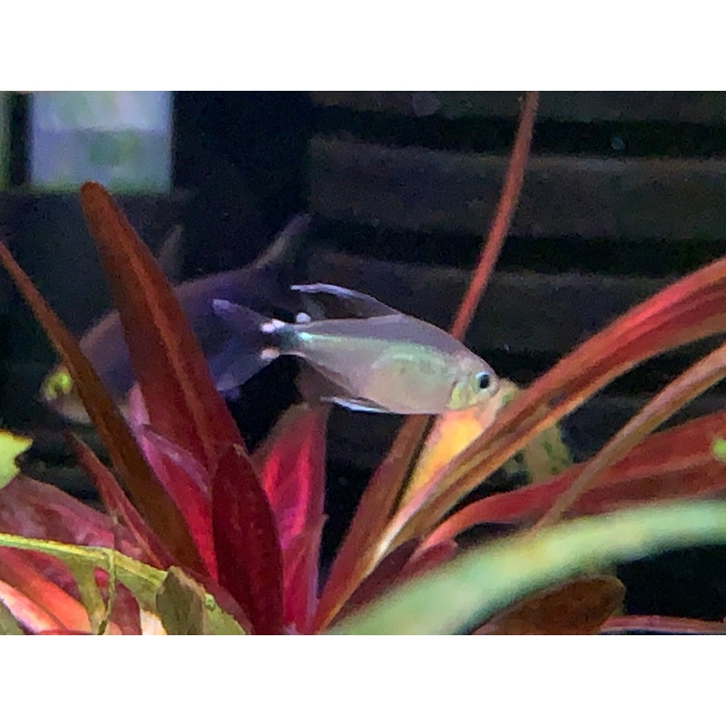 Kitty Tetra