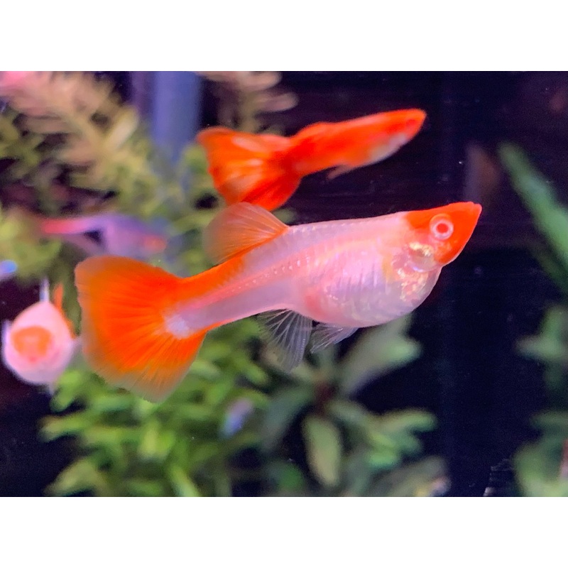 Koi Guppy Pair