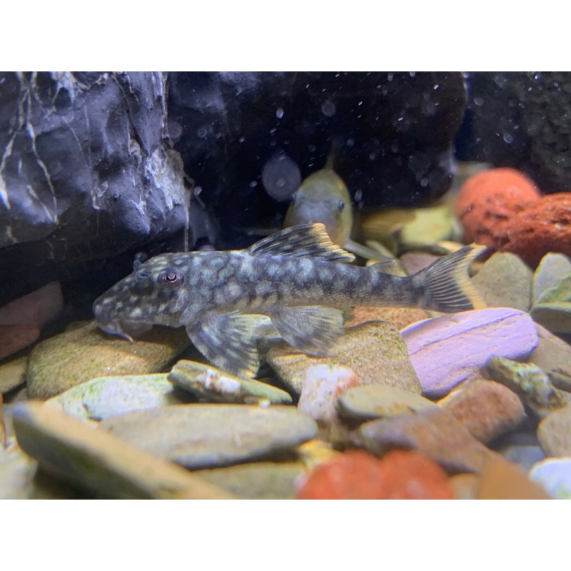 L106 Orange Seam Pleco