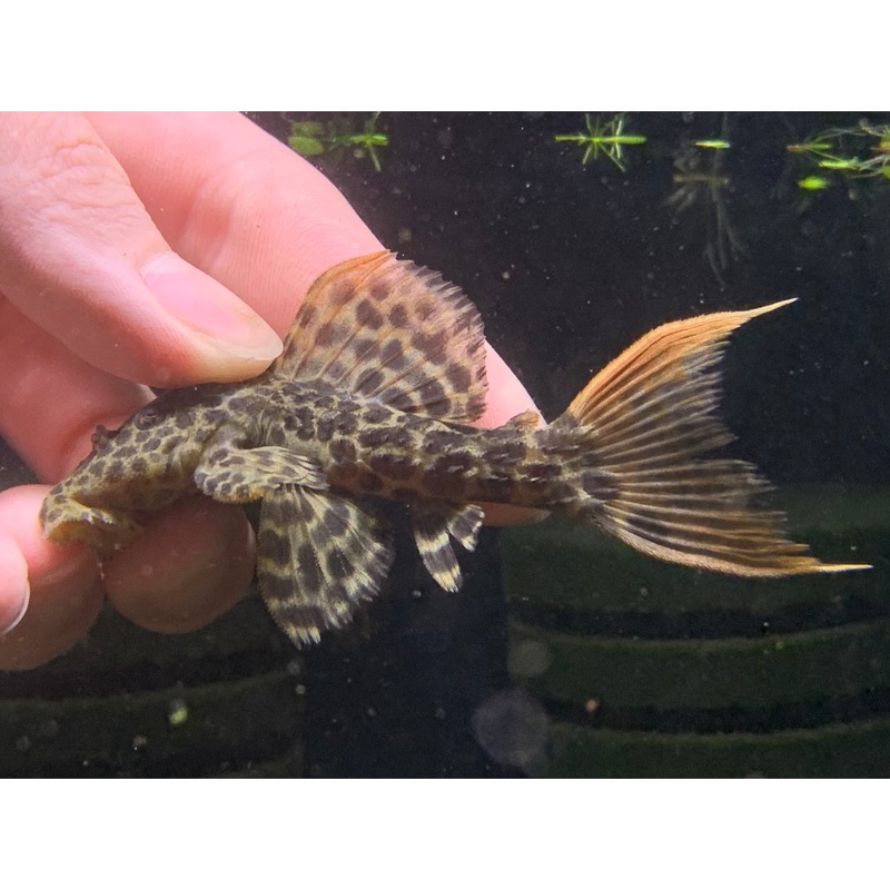 L114 Leopard Cactus Pleco