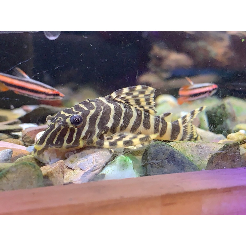 L134 Leopard Frog Pleco