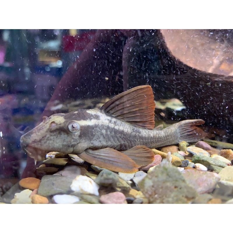 L137 Blue Eye Red Fin Pleco