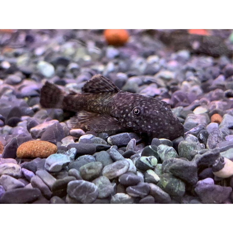 L144 King Tiger Pleco
