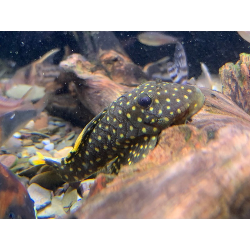 L177 Gold Nugget Pleco