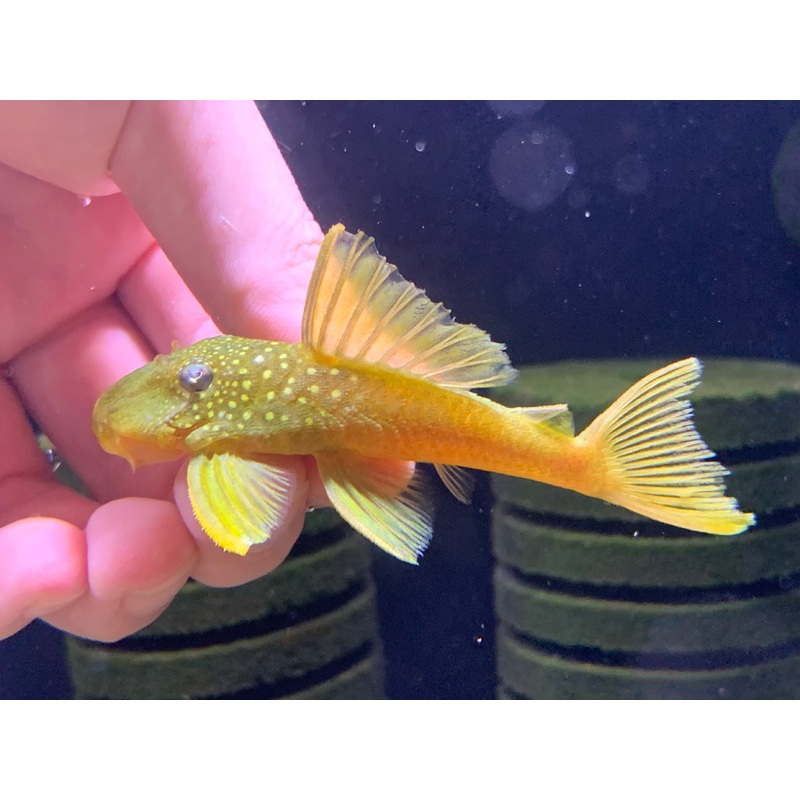 L200 Green Phantom Pleco