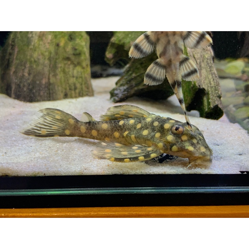 L201 Snowball Pleco