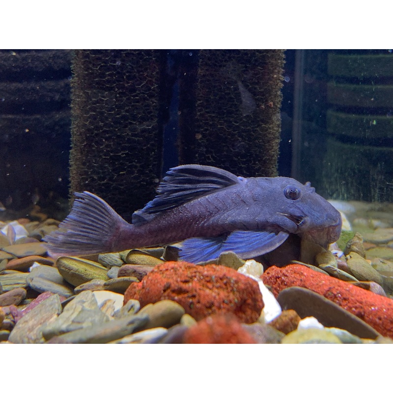 L239 Blue Queen Panaque