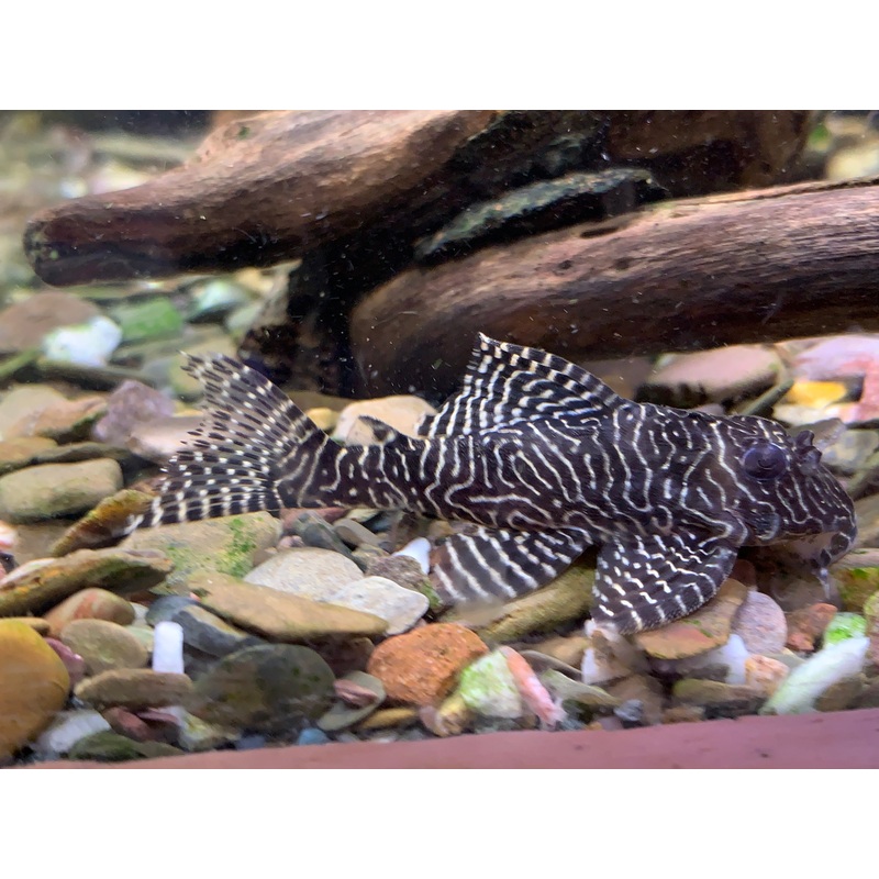 L260  Queen Arabesque Pleco