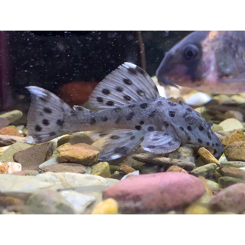 L264 Sultan Pleco