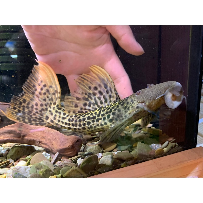 L273 Titanicus Pleco