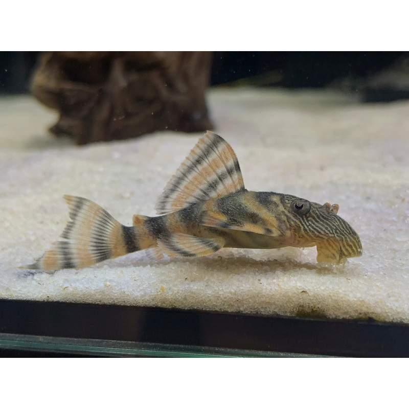 L397 Tiger Pleco