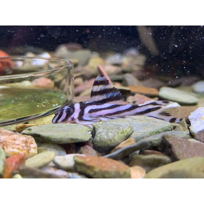 L46 Zebra Pleco