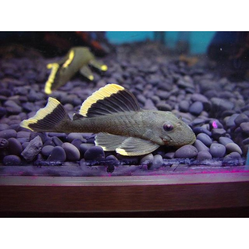 L47 Mango Pleco