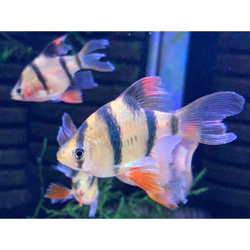 Long Fin Tiger