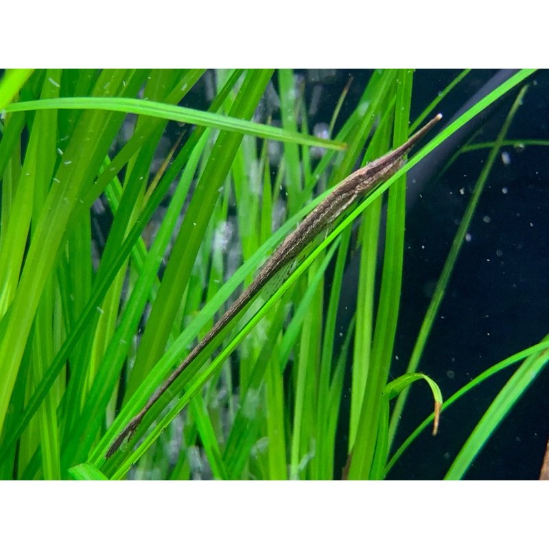 Longnose Twig Catfish
