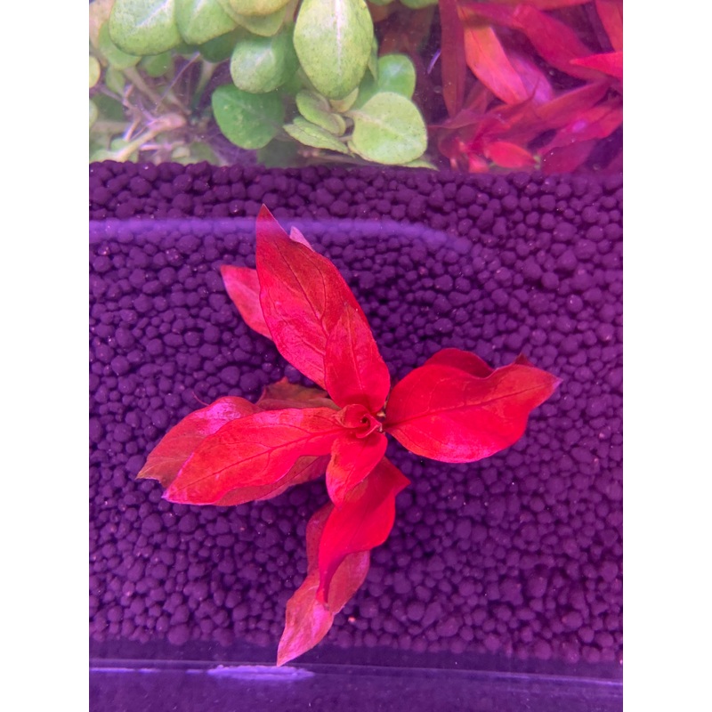 Ludwigia Glandulosa x Repen