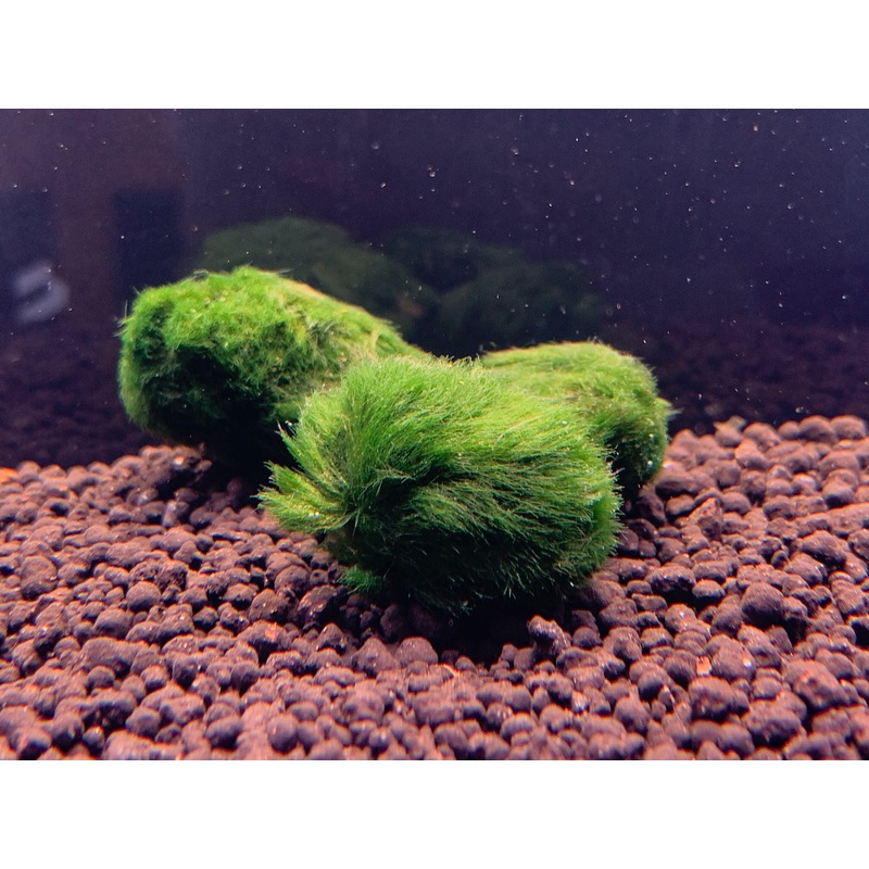 Marino Algae Ball