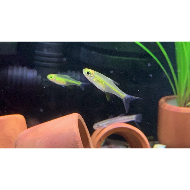 Microrasbora Kubotai