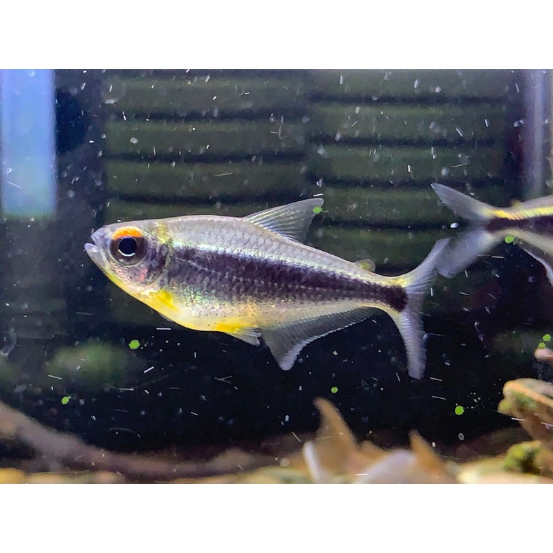 Moenkhausia Heikoi XL