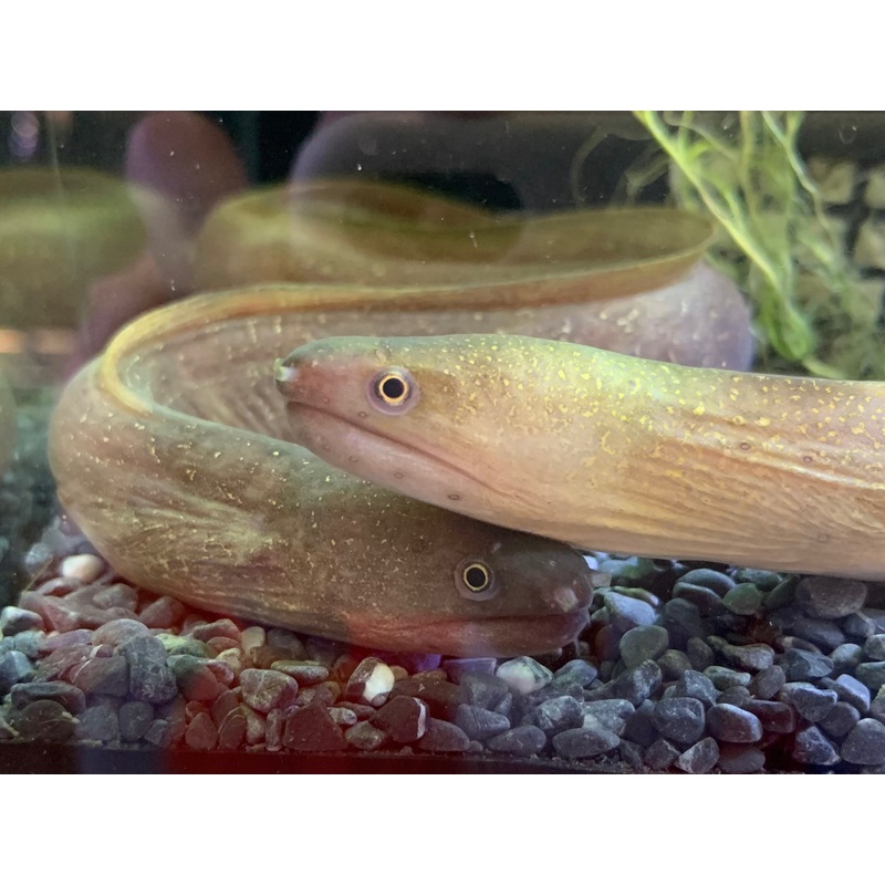 Moray Eel