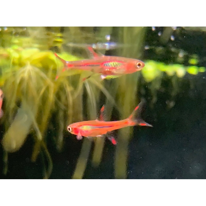 Mosquito Rasbora