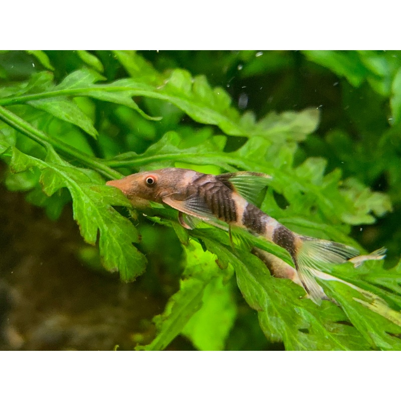 Nannoptopoma sp. "Peru Orange"