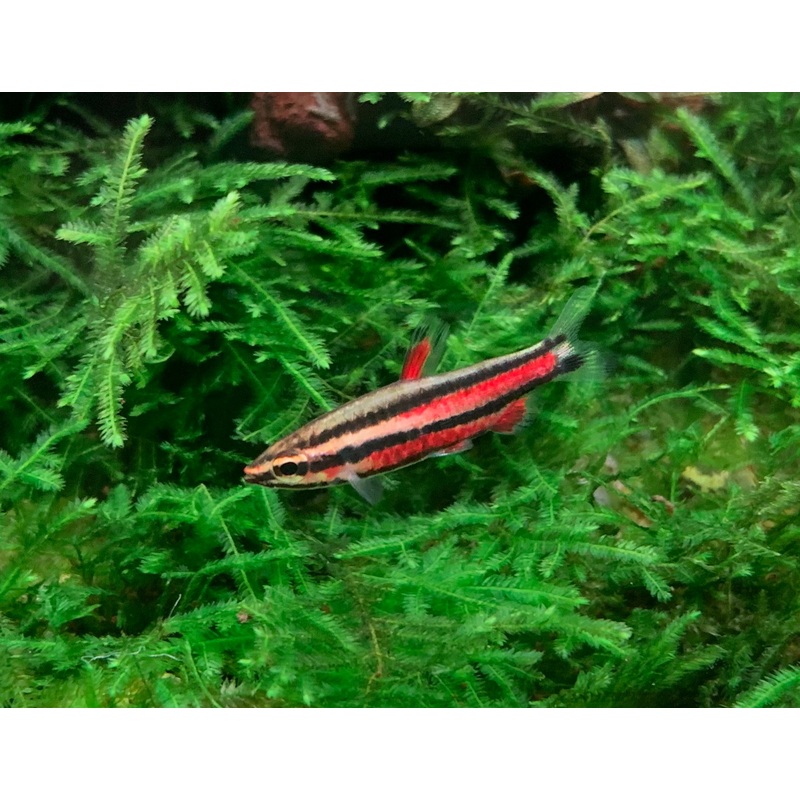 Nannostomus Rubrocaudatus Purple Pencilfish
