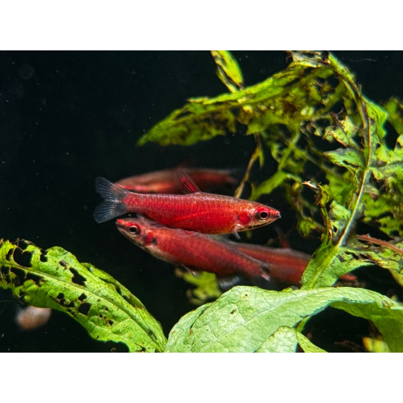 Nannostomus sp Rio Amaya