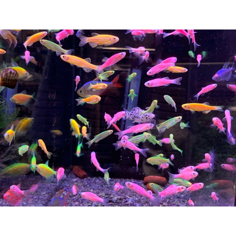 Neon Danio