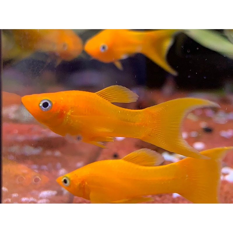 Orange Molly