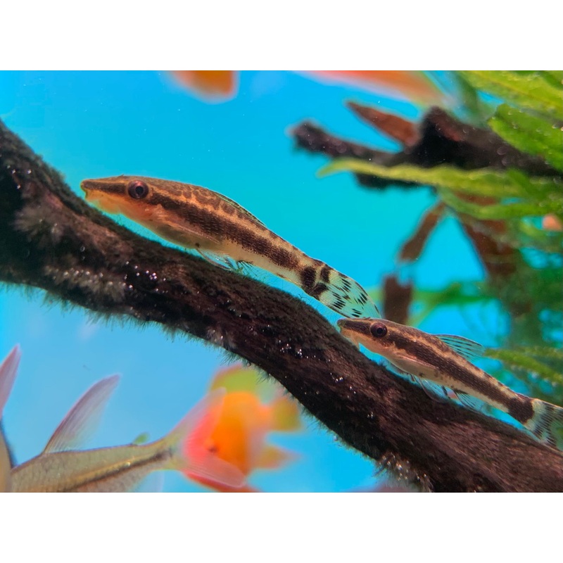 Otocinclus