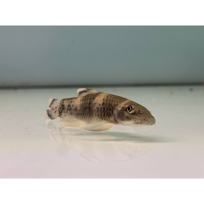 Panda Garra