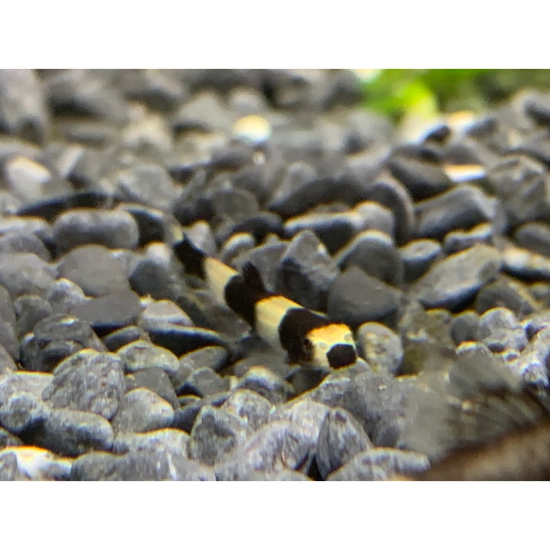 Panda Loach