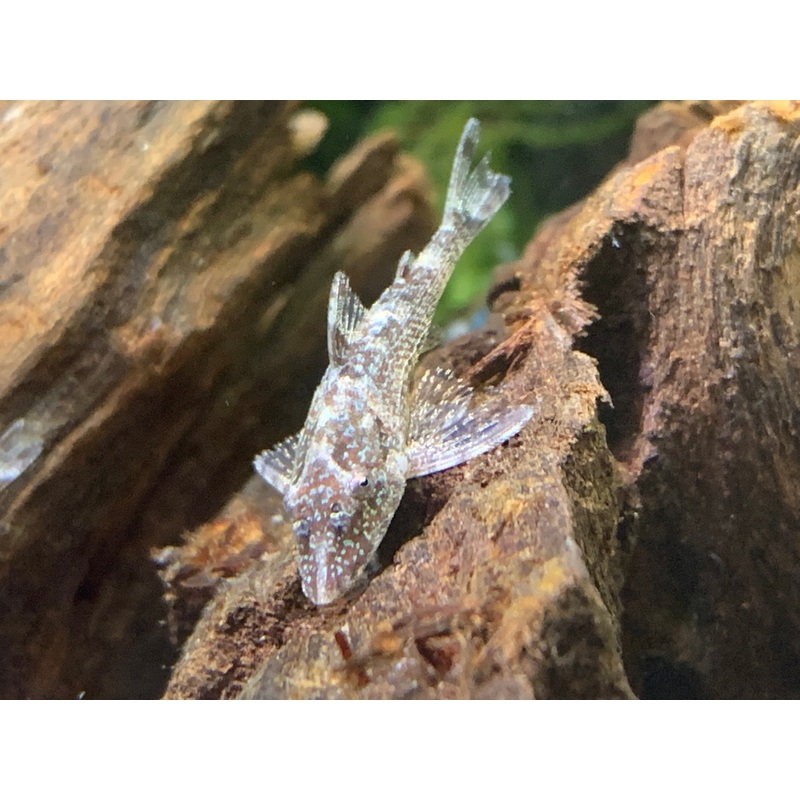 Parotocinclus eppleyi