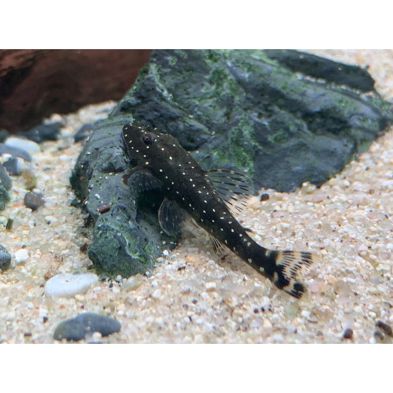 Parotocinclus haroldoi