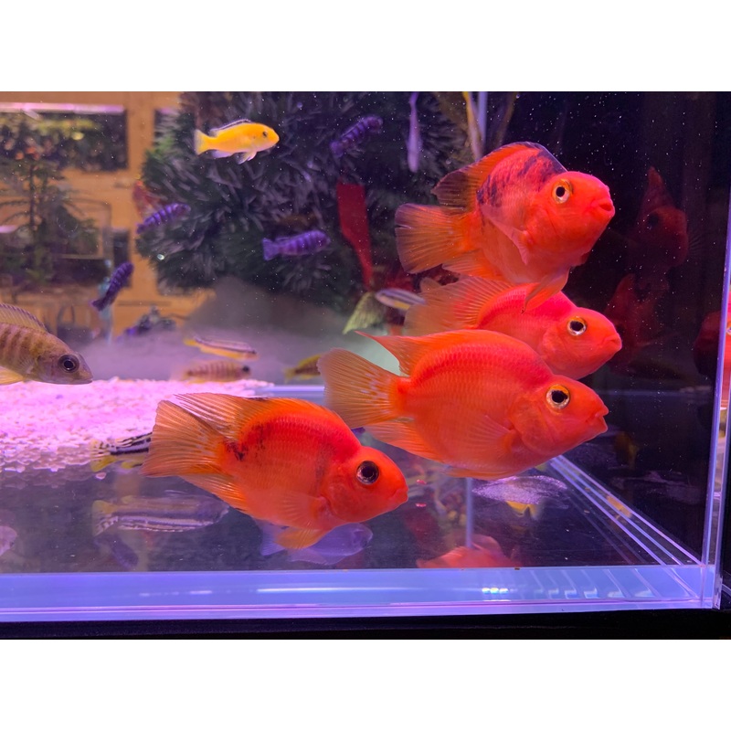 Parrot Fish