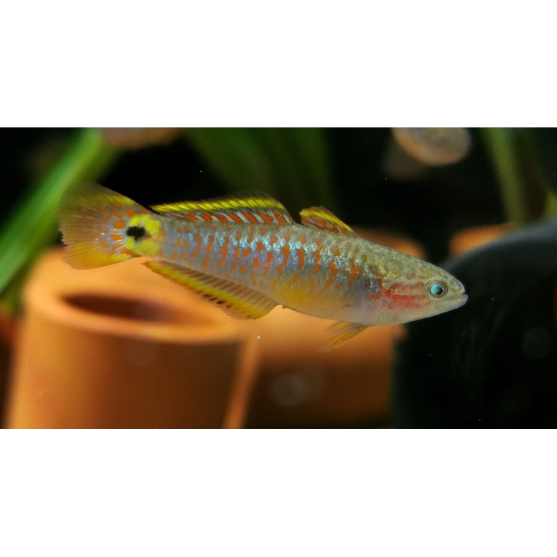 Peacock Gudgeon