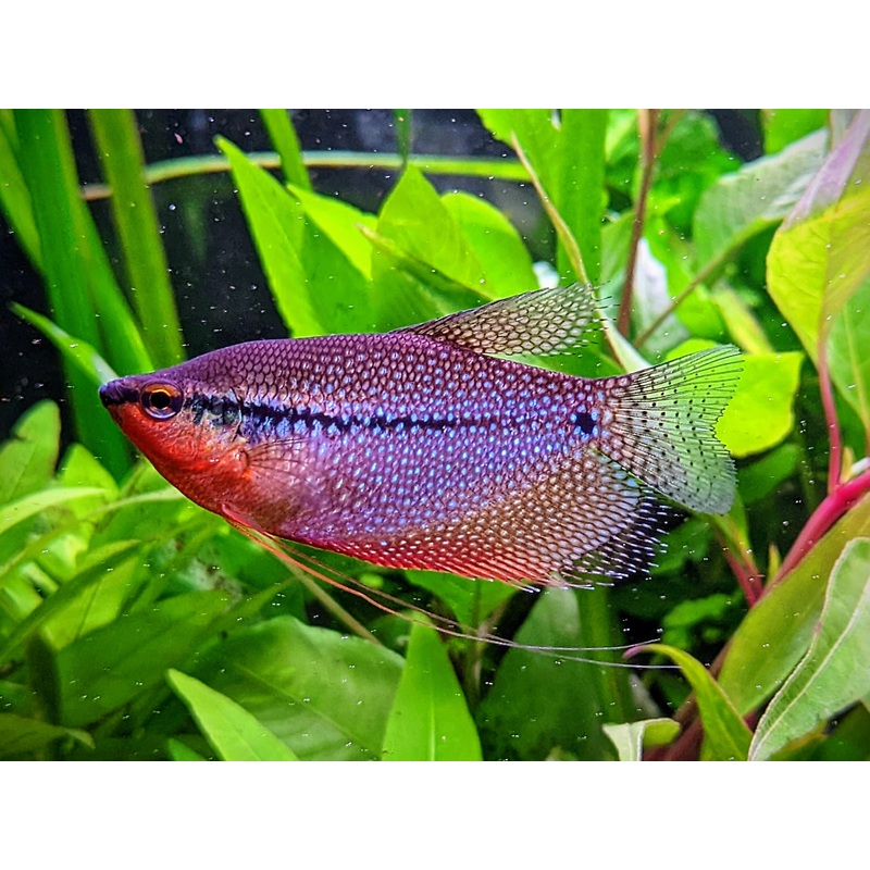 Pearl Gourami