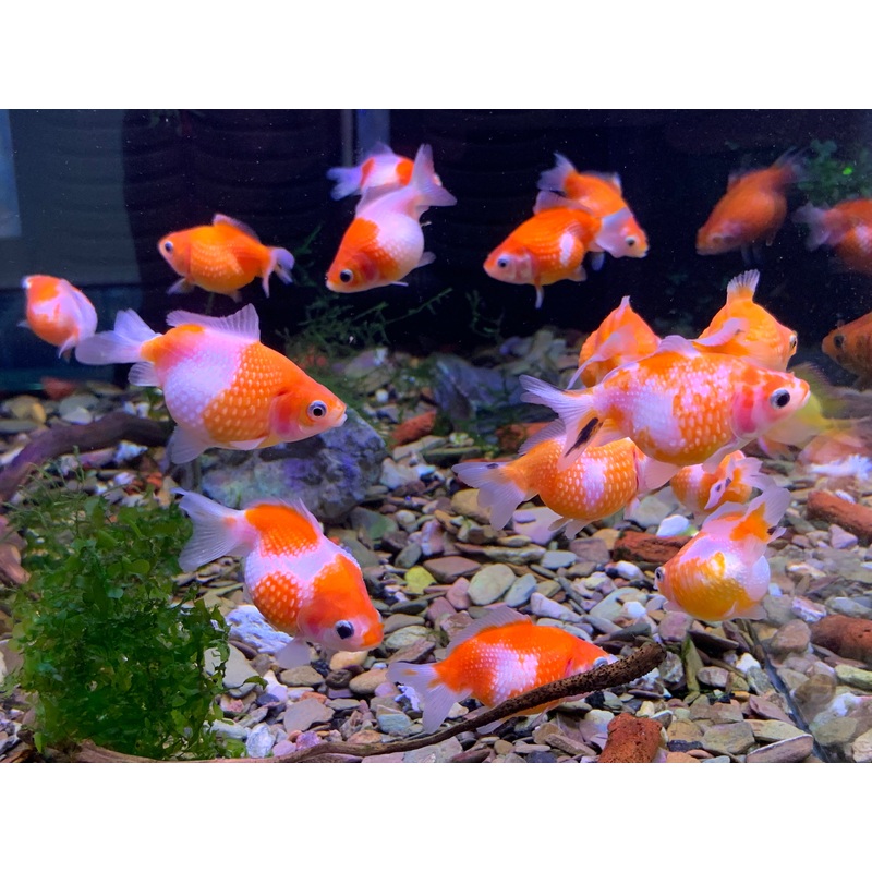 Pearl Scale Goldfish