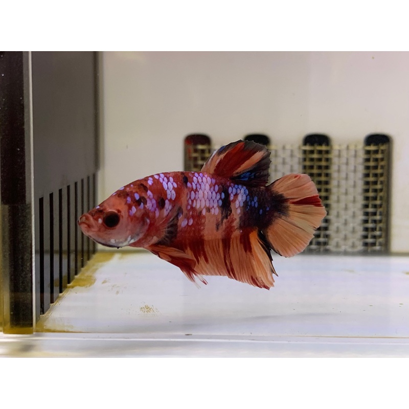 Plakat Betta